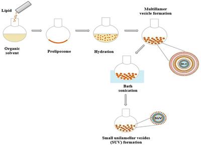 No Solid Colloidal Carriers: Aspects Thermodynamic the Immobilization Chitinase and Laminarinase in Liposome